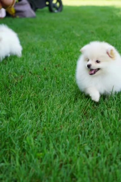 cuccioli di pomerania pomerania | Foto 5