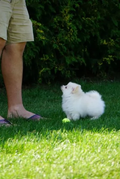 cuccioli di pomerania pomerania | Foto 3