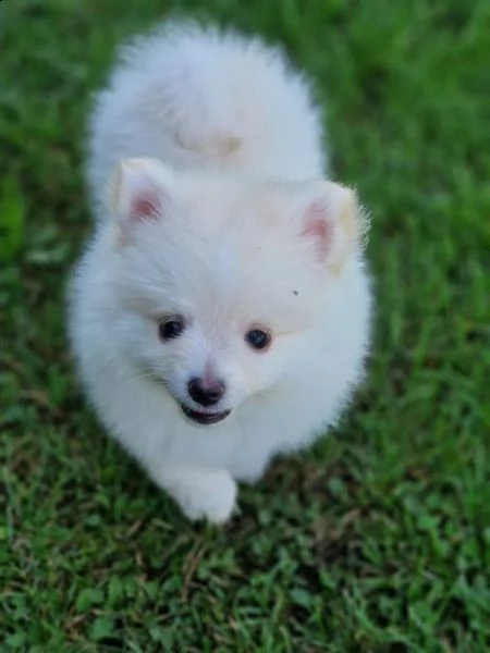 cuccioli di pomerania pomerania