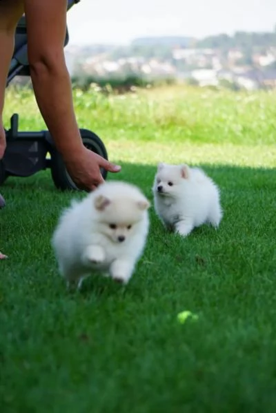 cuccioli di pomerania pomerania | Foto 2