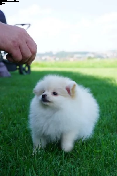 cuccioli di pomerania pomerania | Foto 0