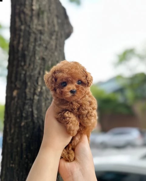 cuccioli di barboncino taglia toy