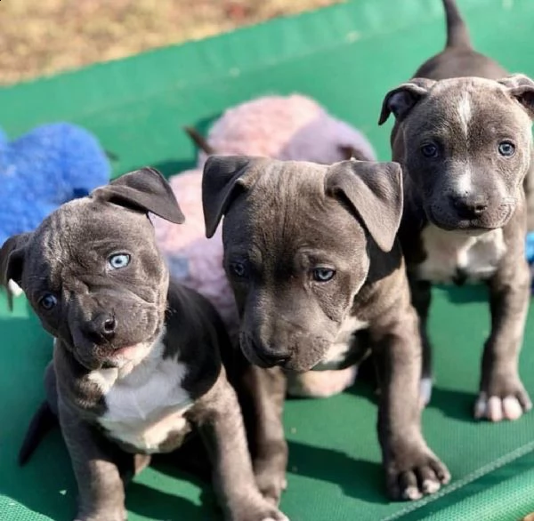 bellissimi cuccioli di pitbull in adozione | Foto 0