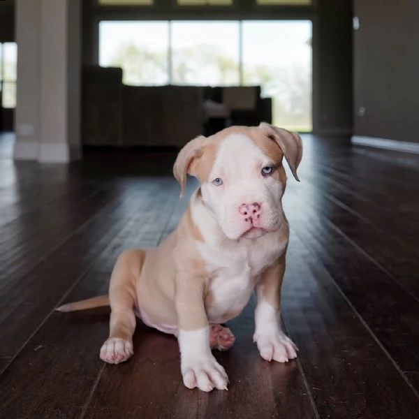 bellissimi cuccioli di pitbull in adozione.,