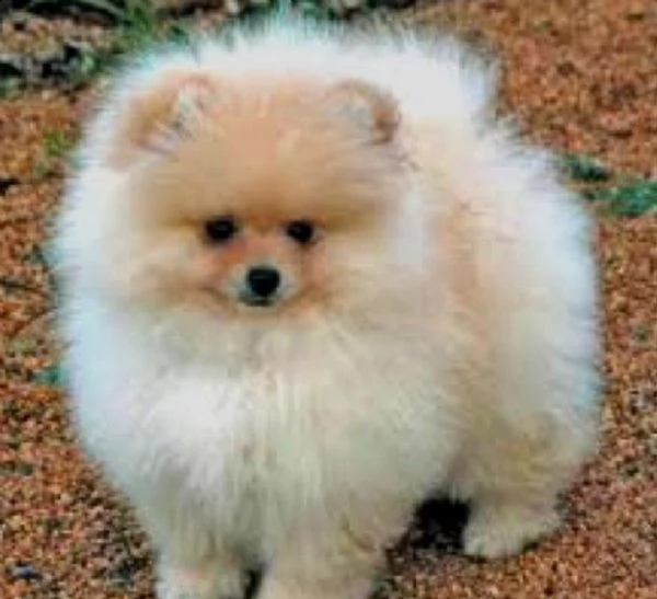 regalo cuccioli di volpino di pomerania pomerania maschi e femmine, vaccinati sverminati e con micro