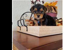 cuccioli di yorkie