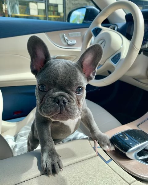 cucciolo di bulldog francese