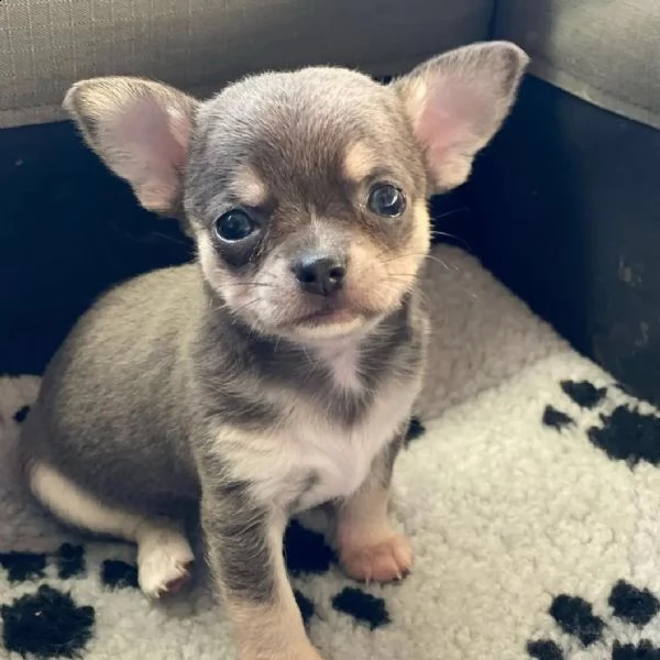 cuccioli di chihuahua maschi e femmine (+393512351560)