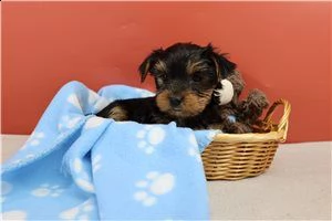 cuccioli di yorkie