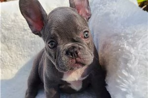 cucciolo di bulldog francese