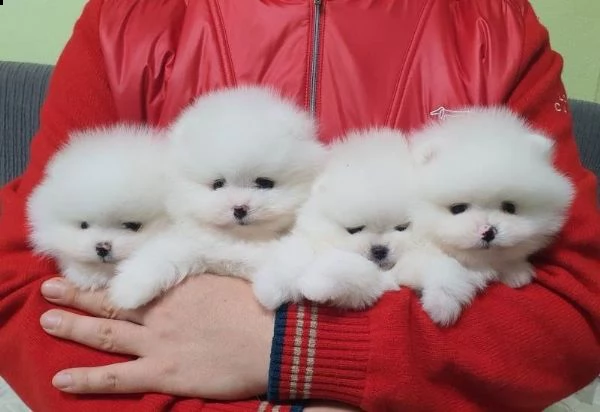 vendo tazza da tè cuccioli di pomerania