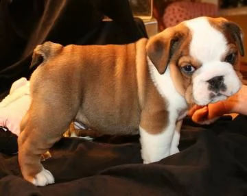 disponibili cuccioli di bulldog inglese