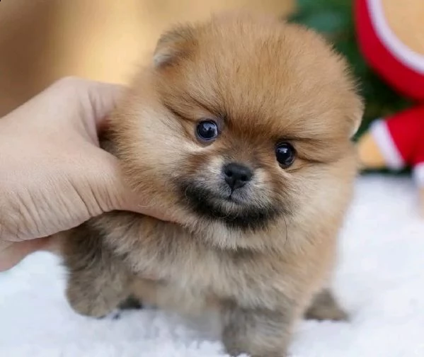 cuccioli di pomerania 