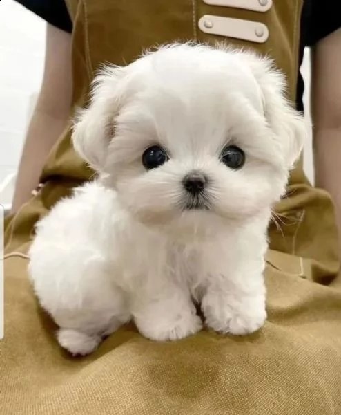 cuccioli di maltese toy