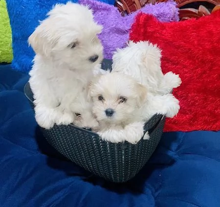 maltese mini toy