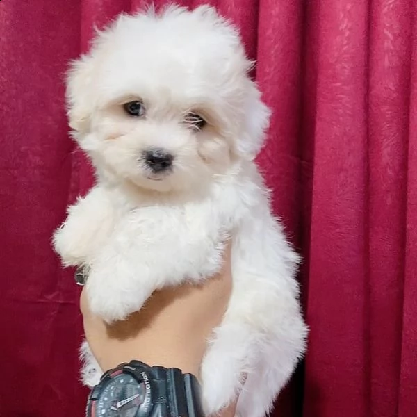 maltese mini toy!!