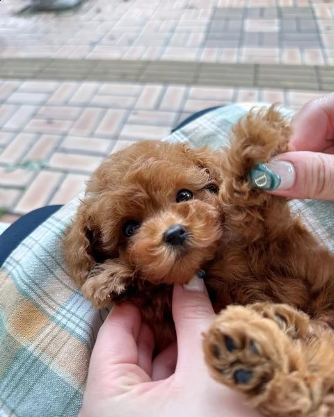 cuccioli di barboncino