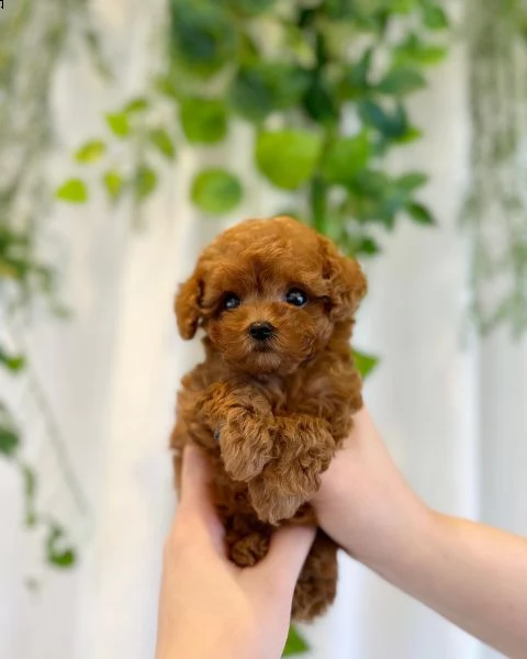 cuccioli di barboncino taglia toy