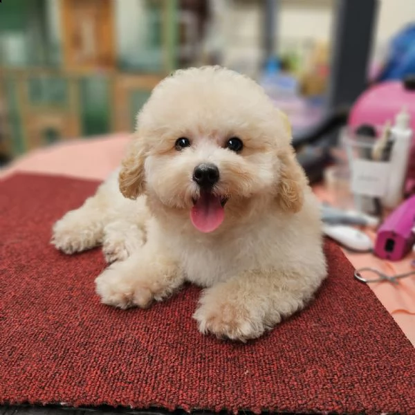 cuccioli di barboncini toy