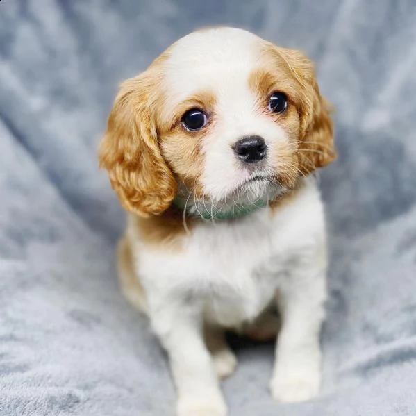 cuccioli di shih tzu per il richiamo | Foto 1