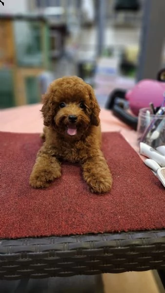 cuccioli di barboncini toy