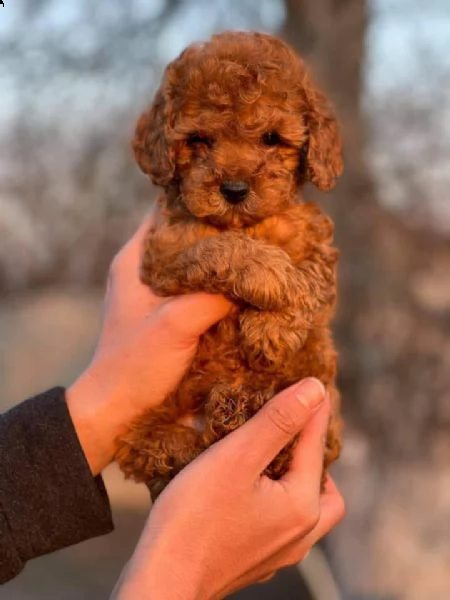 cuccioli di barboncini minitoy