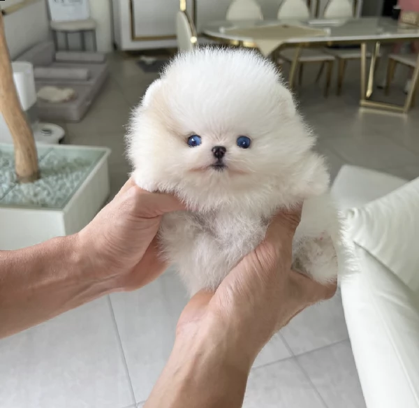 abbiamo una cucciolata di adorabili cuccioli di pomerania pronti a trovare le loro famiglie per semp