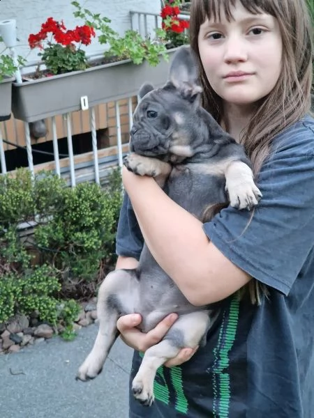 cuccioli di bulldog francese cercano una nuova casa | Foto 2