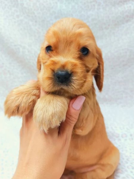 Cuccioli cocker spaniel inglese 