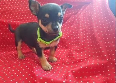 adorabili cuccioli di chihuahua per l'adozione (+393509706299)