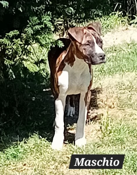 Regalo Pit Maschio di 10 mesi  | Foto 2