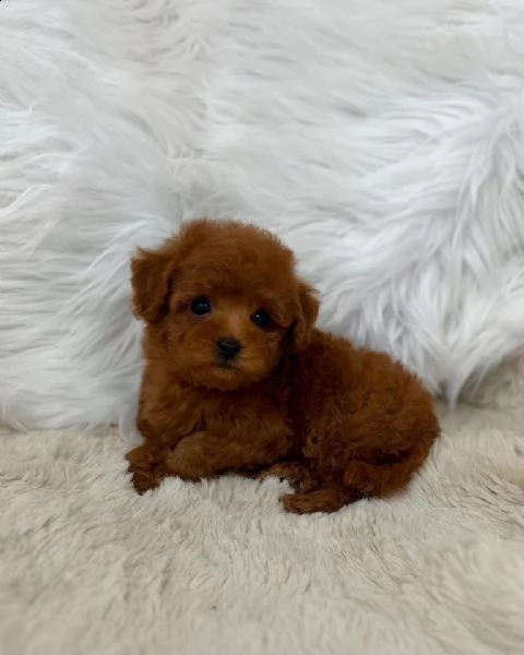 cuccioli di barboncini taglia piccola