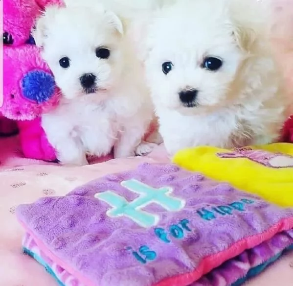 cuccioli di razza maltese toy