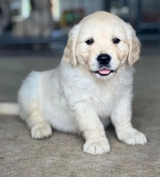 meravigliosi cuccioli di golden retriever | Foto 0