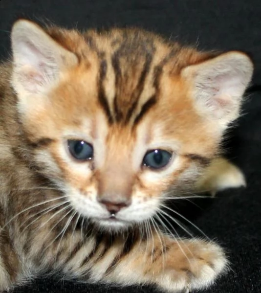 cuccioli puri di gatto bengala | Foto 0