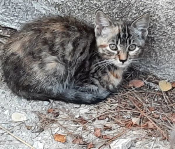 dolcissimo gattini in adozione | Foto 0