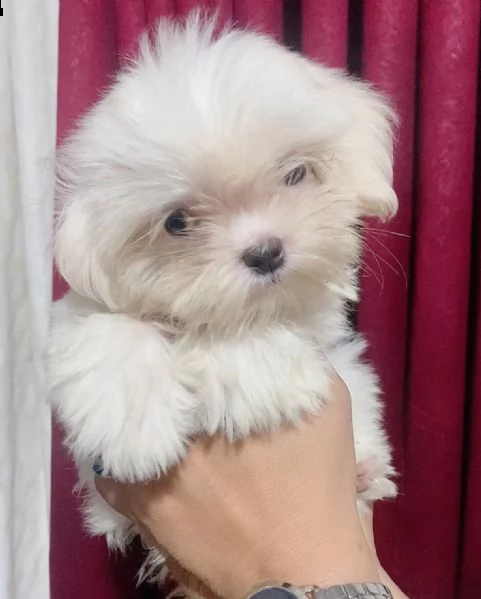 disponibili 2 cuccioli di maltese toy  | Foto 0