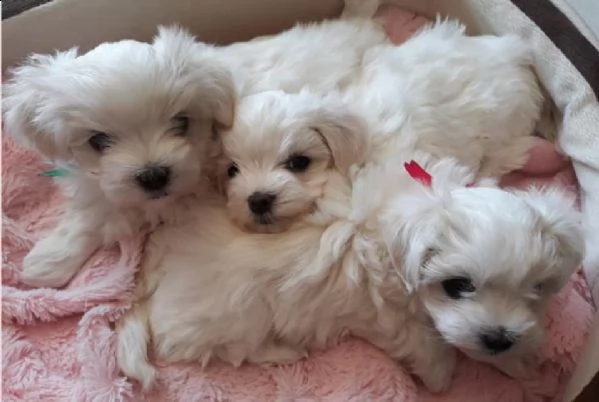 bellissimi cuccioli maltese toy  fluffy piccolissima taglia offrire prenotazioni solo