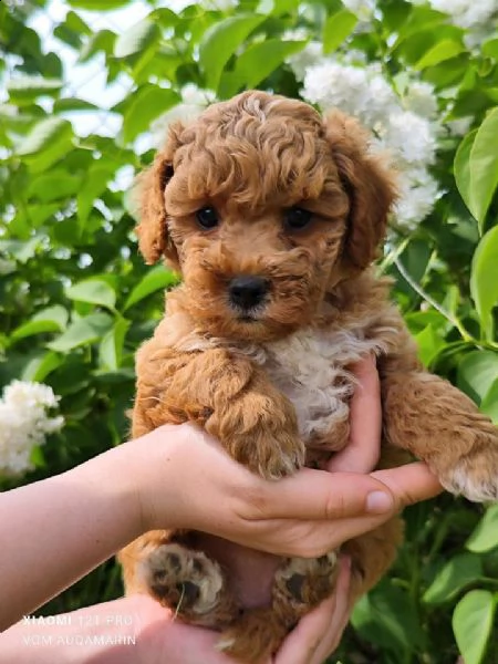 cuccioli di yorkie