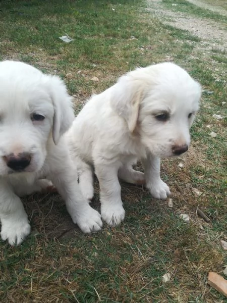 disponibili cuccioli di golden retriever!!!