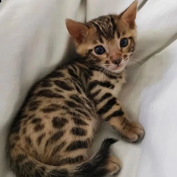 bengal cuccioli disponibili | Foto 0