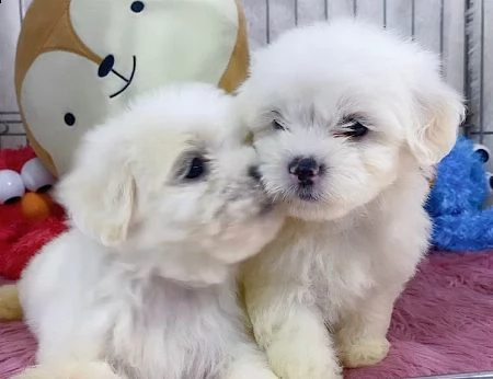 maltesi cuccioli tutti bianchi!!! | Foto 0