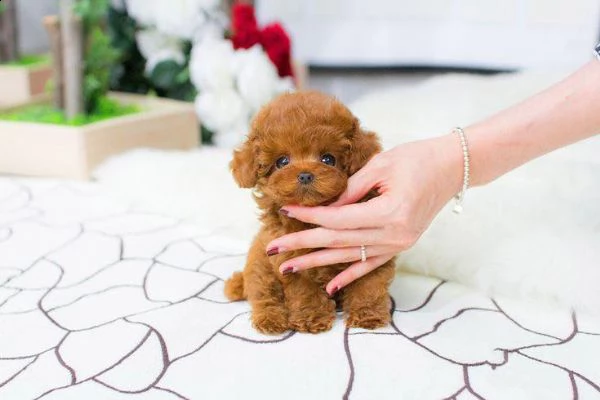 cuccioli di barboncino taglia toy | Foto 0