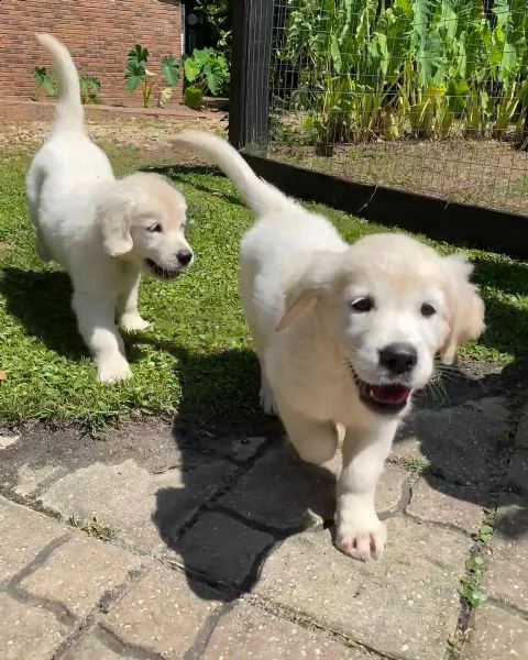 cuccioli maschi di golden retriever!!