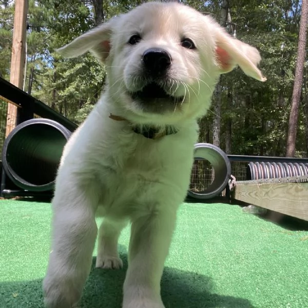 cucciole di golden retriever di circa 3 mesi!!! | Foto 0