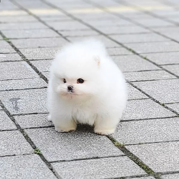 splendidi cuccioli di pomerania teacup