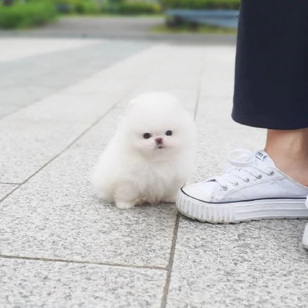 splendidi cuccioli di pomerania teacup