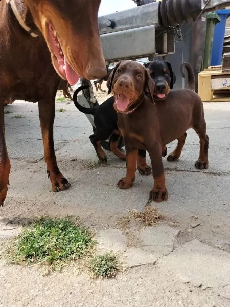 cucciolata di dobermann maschi femmine