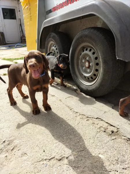 cucciolata di dobermann maschi femmine | Foto 2