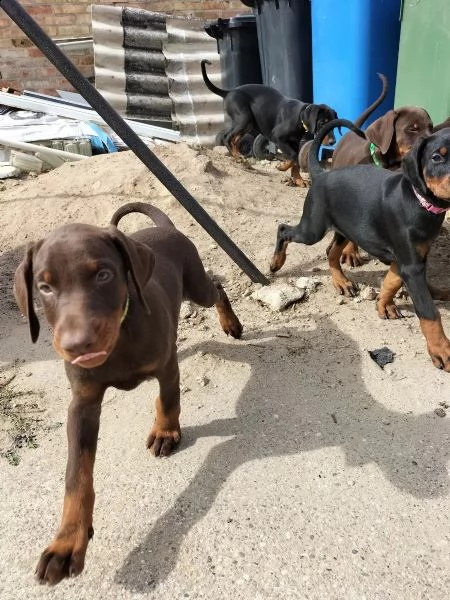 cucciolata di dobermann maschi femmine | Foto 1